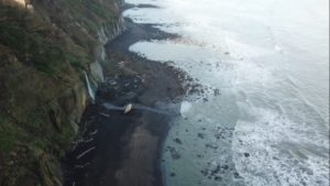 sperm whale strandings