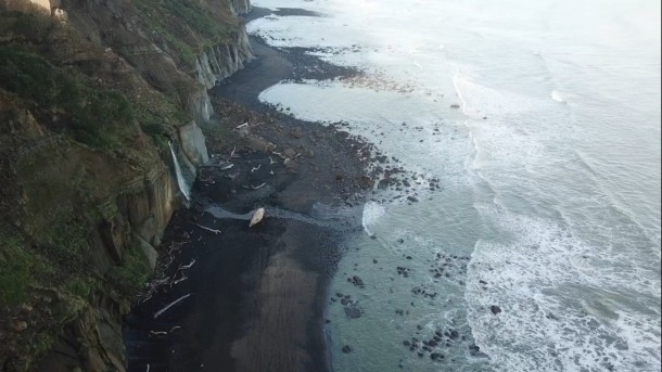 sperm whale strandings